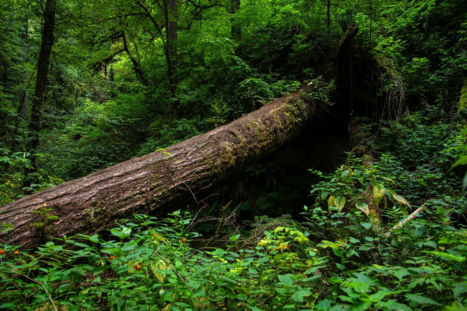 Liegender, vermoderter Baumstamm in sattgrünem Wald