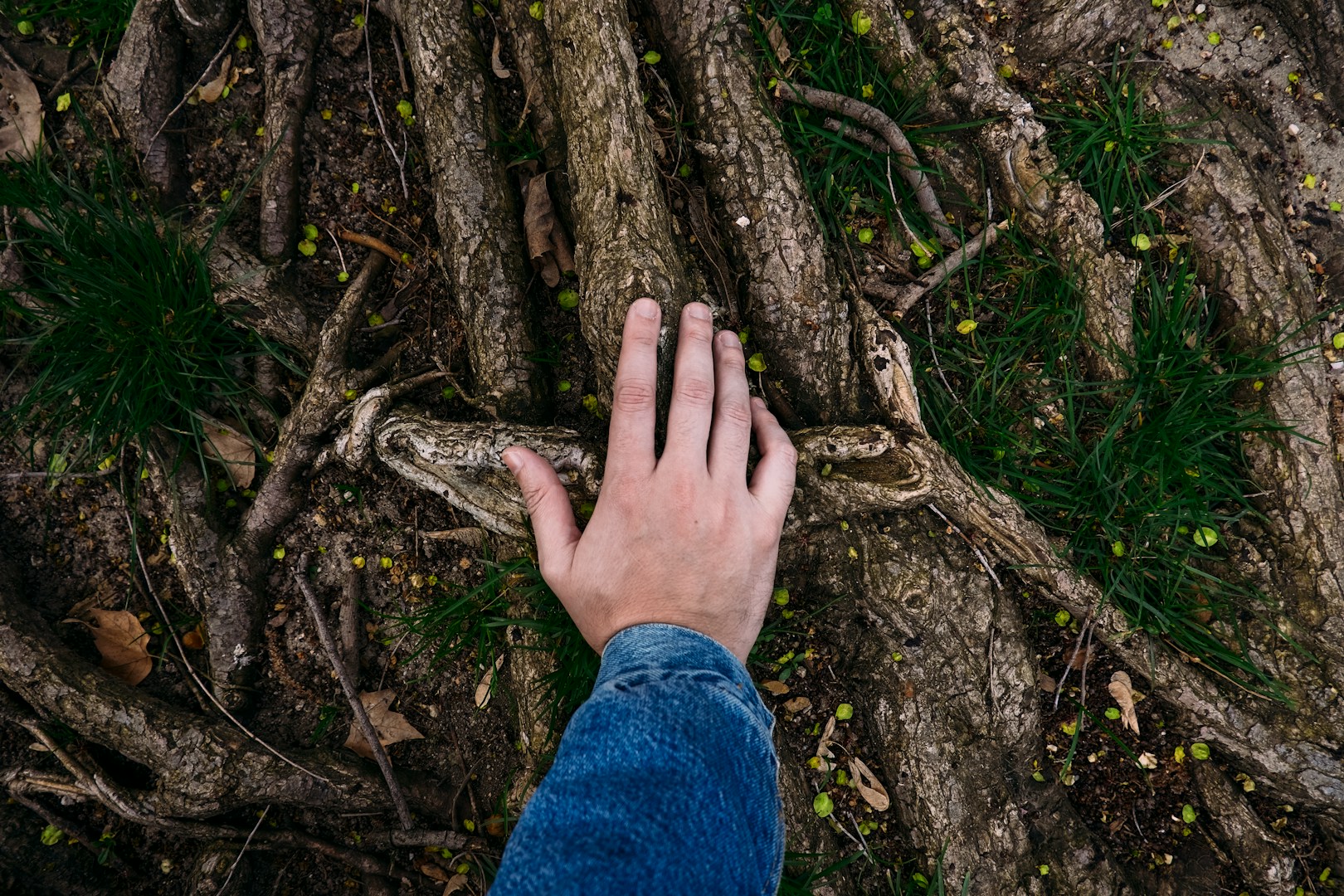 Eine Hand ruht auf den verschlungenen Wurzeln eines Baumes