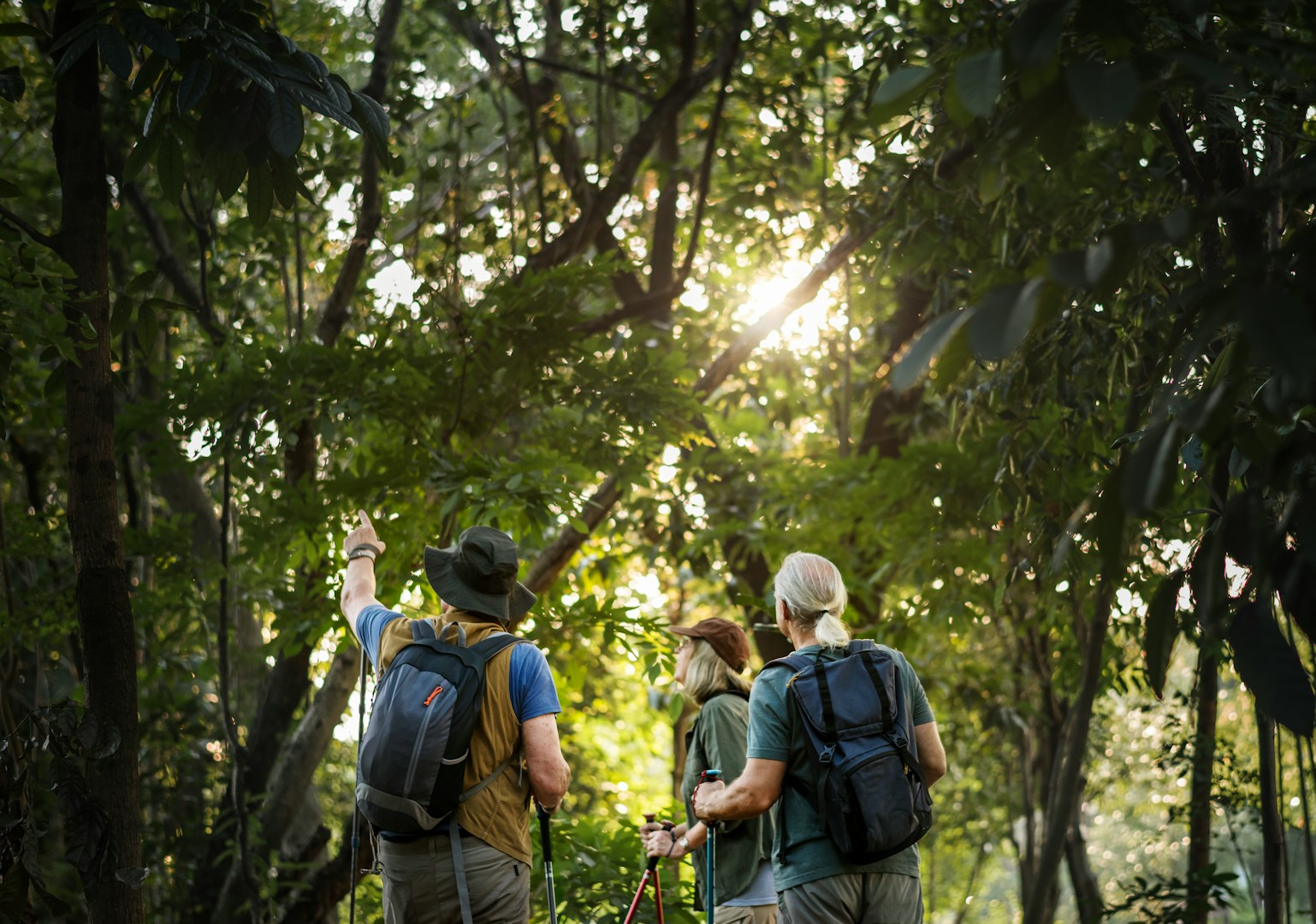 Wandergruppe im sonnendurchfluteten Wald blickt nach oben in die Baumkronen